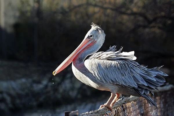 Pink-backed Pelican. Captive