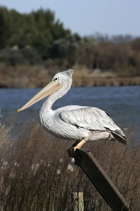 Framed Print : Pink-backed Pelican. Captive