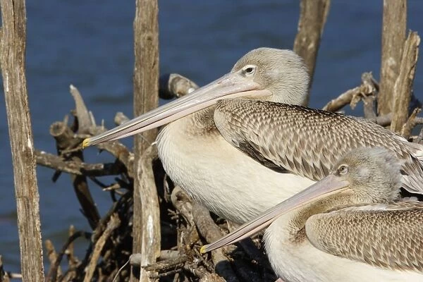 Pink-backed Pelican - colony