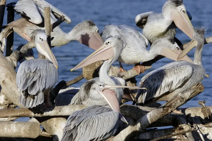 Framed Print : Pink-backed Pelican - colony Framed Print : Pink-backed Pelican - colony