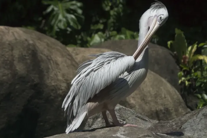 Framed Print : Pink-backed Pelican - Preening. An African species inhabiting lakes dams estuaries lagoons and slow moving rivers Framed Print : Pink-backed Pelican - Preening. An African species inhabiting lakes dams estuaries lagoons and slow moving rivers