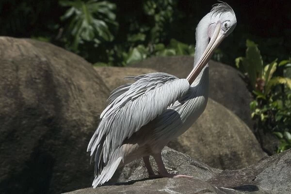 Pink-backed Pelican - Preening. An African species inhabiting lakes dams estuaries lagoons and slow moving rivers