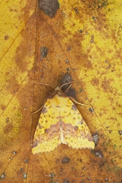 Pink Barred Sallow Moth - Essex, UK Autumn IN000594