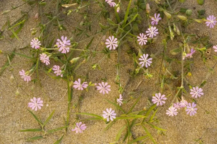 Framed Print : A pink campion (Silene colorata) on the beach, Crete Framed Print : A pink campion (Silene colorata) on the beach, Crete