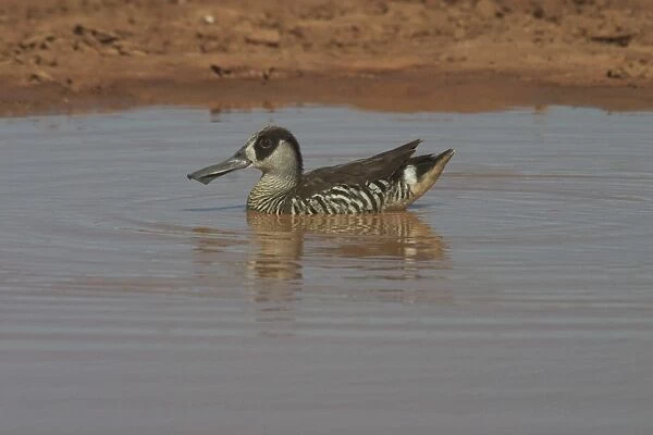 Pink-eared Duck - At drying pool Lajamanu, an aboriginal settlement on the northern edge of the Tanami Desert. Northern Territory, Australia. Found throughout most of Australia where there is suitable water