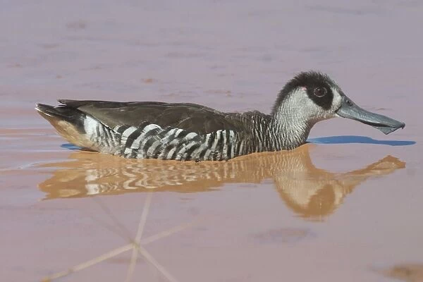 Pink-eared Duck - At drying pool, Lajamanu, an aboriginal settlement on the northern edge of the Tanami Desert. Northern Territory, Australia. Found throughout most of Australia where there is suitable water