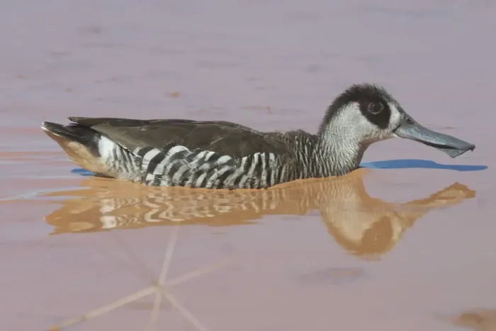 Framed Print : Pink-eared Duck - At drying pool, Lajamanu, an aboriginal settlement on the northern edge of the Tanami Desert. Northern Territory, Australia. Found throughout most of Australia where there is suitable water Framed Print : Pink-eared Duck - At drying pool, Lajamanu, an aboriginal settlement on the northern edge of the Tanami Desert. Northern Territory, Australia. Found throughout most of Australia where there is suitable water