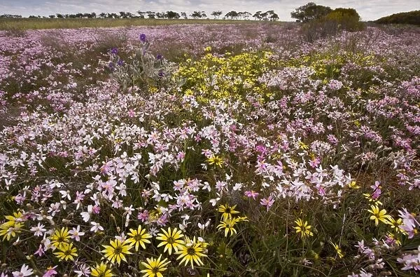 Pink Everlasting, Schoenia cassiniana = Helichrysum in masses, with yellow daisy Arctotheca calendula, near Perenjori, Western Australia