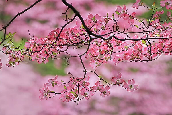 Pink flowering dogwood tree branch, Kentucky Date: 14-04-2021