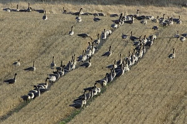 Pink-footed Geese - flock feeding on corn stubble, Northumberland National park, autumn, England