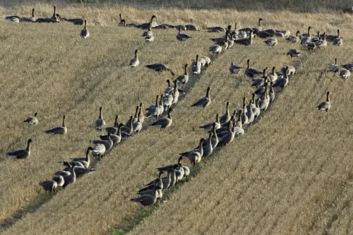 Framed Print : Pink-footed Geese - flock feeding on corn stubble, Northumberland National park, autumn, England Framed Print : Pink-footed Geese - flock feeding on corn stubble, Northumberland National park, autumn, England