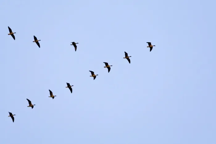 Framed Print : Pink-footed Geese flying in a V formation. Norfolk. UK Framed Print : Pink-footed Geese flying in a V formation. Norfolk. UK