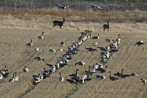 Pink-footed Geese and Roe Deer - (Capreolus capreolus) feeding on corn stubble, Northumberland National Park, autumn, England
