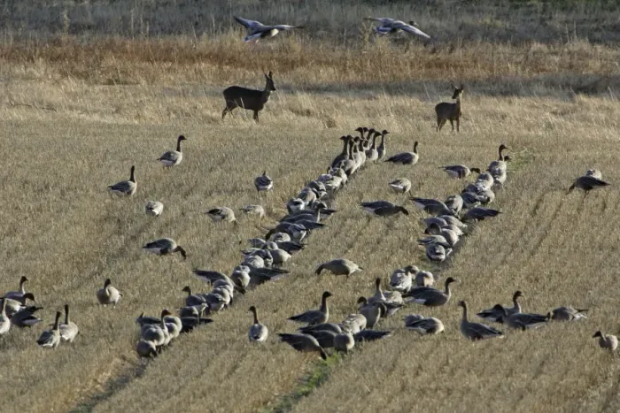 Framed Print : Pink-footed Geese and Roe Deer - (Capreolus capreolus) feeding on corn stubble, Northumberland National Park, autumn, England Framed Print : Pink-footed Geese and Roe Deer - (Capreolus capreolus) feeding on corn stubble, Northumberland National Park, autumn, England