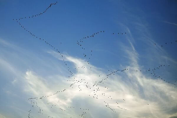Pink-footed Geese - skein in autumn morning sky, Lindisfarne National Reserve, Northumberland, England