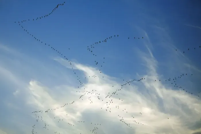 Framed Print : Pink-footed Geese - skein in autumn morning sky, Lindisfarne National Reserve, Northumberland, England Framed Print : Pink-footed Geese - skein in autumn morning sky, Lindisfarne National Reserve, Northumberland, England