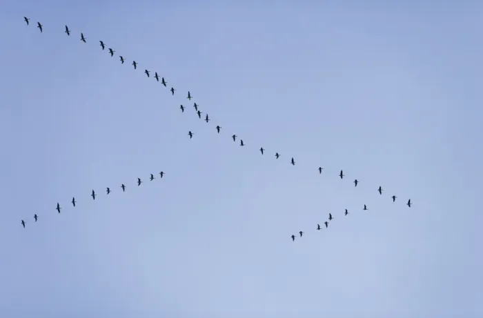 Framed Print : Pink-footed Geese - skein in flight - October - Norfolk England Framed Print : Pink-footed Geese - skein in flight - October - Norfolk England