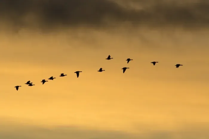 Framed Print : Pink-footed Geese - skein flying in autumn twilight, Lindisfarne National Nature Reserve, Northumberland, England Framed Print : Pink-footed Geese - skein flying in autumn twilight, Lindisfarne National Nature Reserve, Northumberland, England