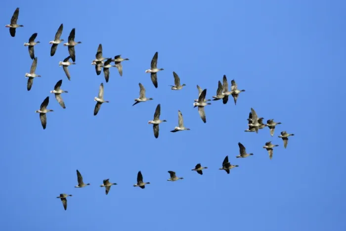 Framed Print : Pink-footed Geese - skein flying over Lindisfarne National Nature Reserve, Northumberland, autumn, England Framed Print : Pink-footed Geese - skein flying over Lindisfarne National Nature Reserve, Northumberland, autumn, England