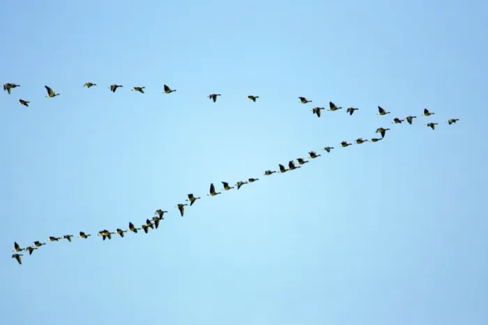 Framed Print : Pink-footed Geese - skein flying over Lindisfarne National Nature Reserve, Northumberland, autumn, England Framed Print : Pink-footed Geese - skein flying over Lindisfarne National Nature Reserve, Northumberland, autumn, England