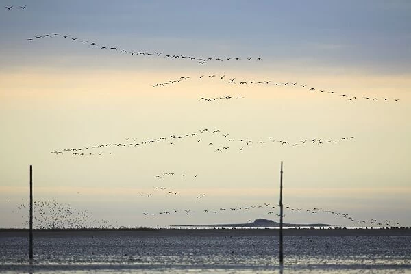 Pink-footed Geese - skein flying over mudflats of Lindisfarne National Nature Reserve in autumn, Northumberland, England