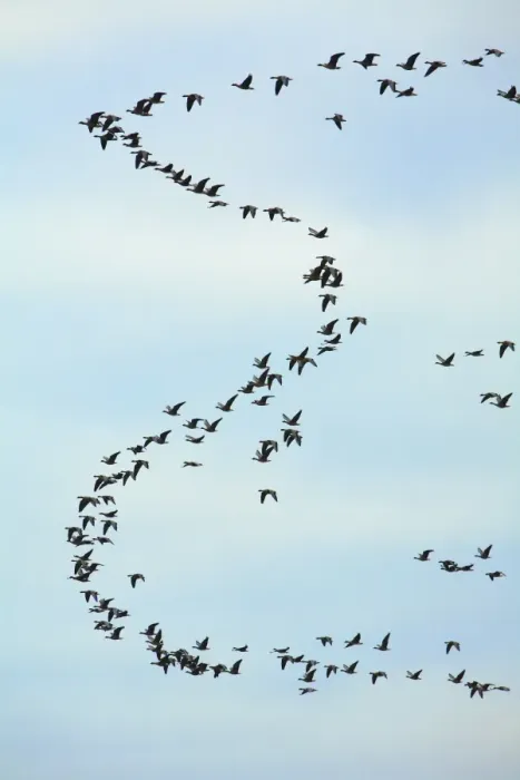 Framed Print : Pink-footed Geese - skein in morning sky, Lindisfarne National Nature Reserve, Northumberland, autumn, England Framed Print : Pink-footed Geese - skein in morning sky, Lindisfarne National Nature Reserve, Northumberland, autumn, England