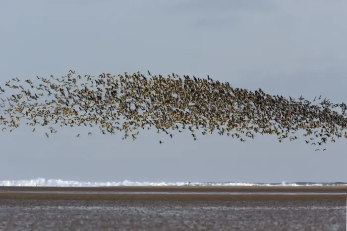 Framed Print : Pink-footed Geese - taking off from coastal mudflats, Lindisfarne National Nature Reserve, Northumberland, autumn, England Framed Print : Pink-footed Geese - taking off from coastal mudflats, Lindisfarne National Nature Reserve, Northumberland, autumn, England