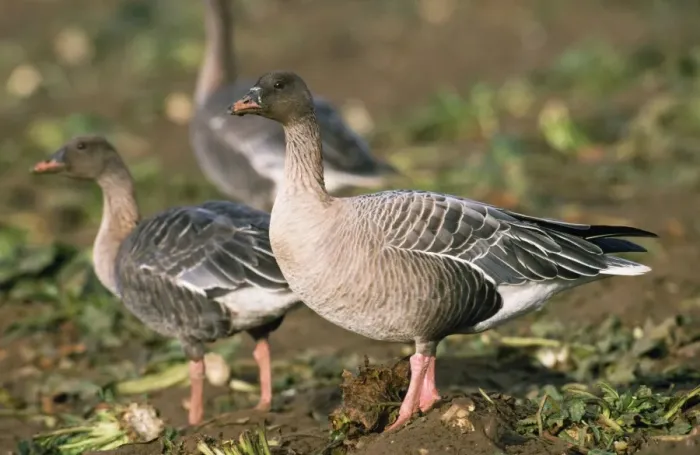 Framed Print : Pink-footed Goose Framed Print : Pink-footed Goose