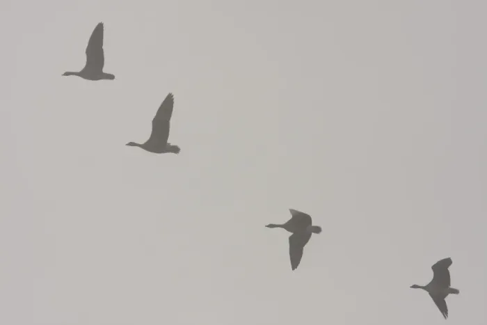 Framed Print : Pink-footed goose - flock of geese flying in formation in thick fog. Snettisham, Norfolk, England, UK Framed Print : Pink-footed goose - flock of geese flying in formation in thick fog. Snettisham, Norfolk, England, UK