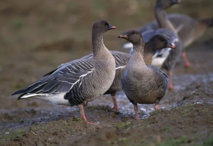 Framed Print : Pink-Footed Goose - in muddy field Framed Print : Pink-Footed Goose - in muddy field