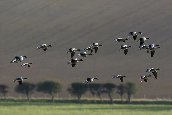 Pink-footed Goose - skien landing on arable land in autumn, Northumberland National Park, England