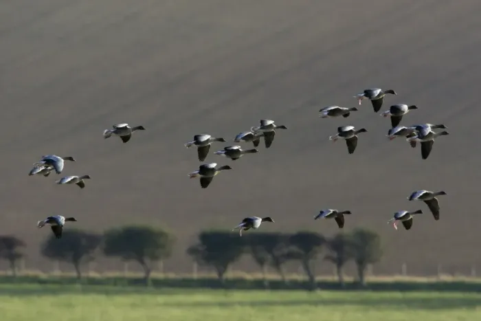 Framed Print : Pink-footed Goose - skien landing on arable land in autumn, Northumberland National Park, England Framed Print : Pink-footed Goose - skien landing on arable land in autumn, Northumberland National Park, England