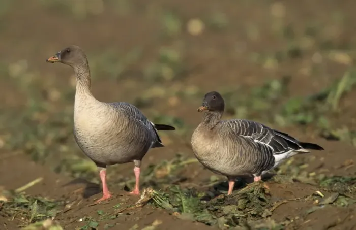 Framed Print : Pink-footed Goose - two. UK Framed Print : Pink-footed Goose - two. UK
