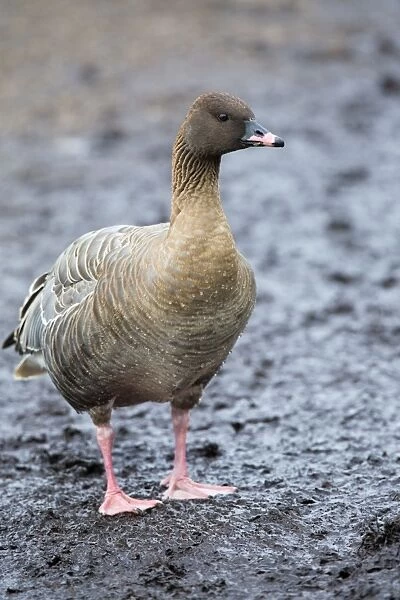 Pink Footed Goose - winter - UK