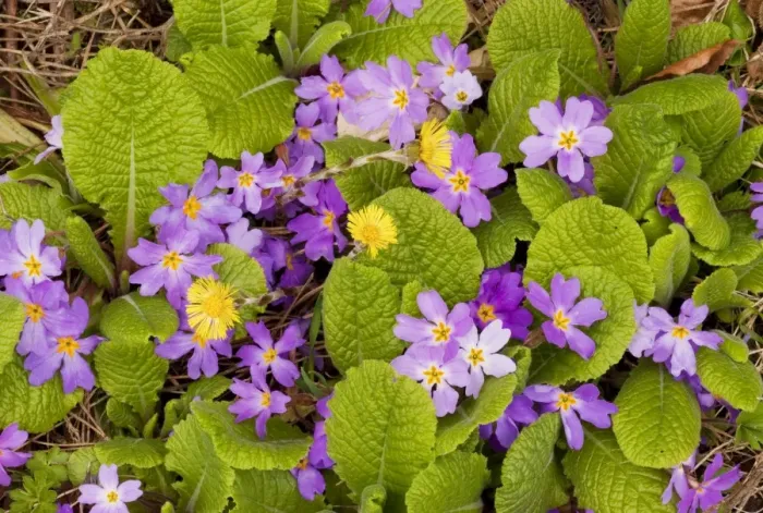 Framed Print : Pink form of Common Primrose - in the Lesser Caucasus, Georgia Framed Print : Pink form of Common Primrose - in the Lesser Caucasus, Georgia