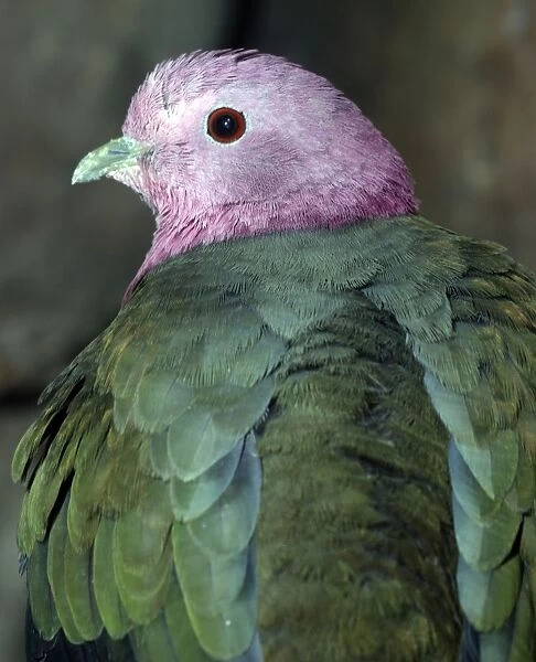 Pink Headed Fruit Dove - endemc to Sumatra, Bali and Java forests