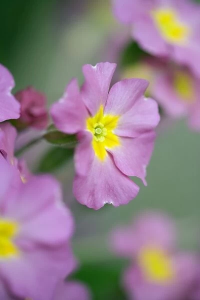Pink Primula Flowers Norfolk UK