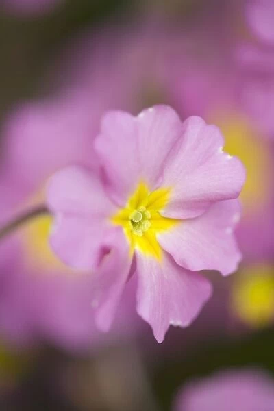 Pink Primula Flowers Norfolk UK