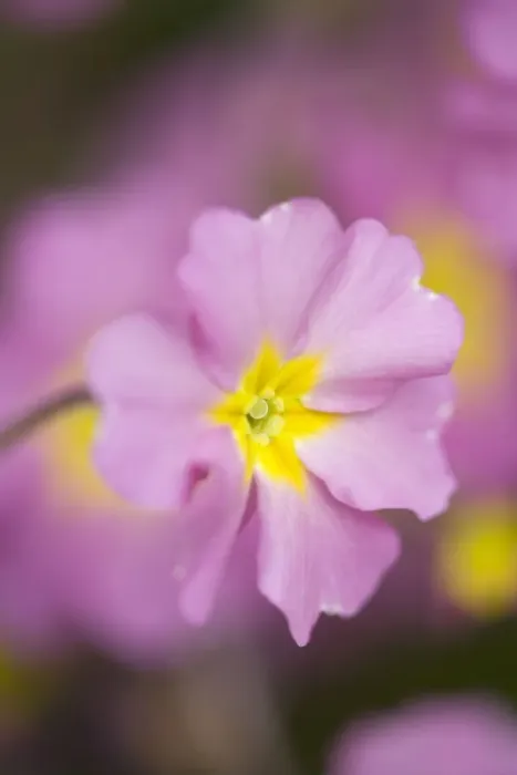 Framed Print : Pink Primula Flowers Norfolk UK Framed Print : Pink Primula Flowers Norfolk UK