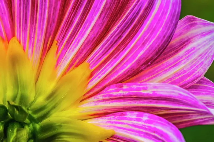 Framed Print : Pink purple dahlia petals blooming macro. Dahlia named Brushstrokes Date: 05-02-2021 Framed Print : Pink purple dahlia petals blooming macro. Dahlia named Brushstrokes Date: 05-02-2021
