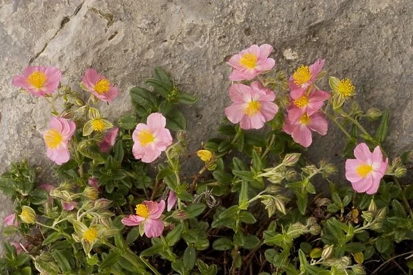 Pink Rockrose Helianthemum nummularium ssp. pyrenaicum. Ordesa, Pyrenees. Spain