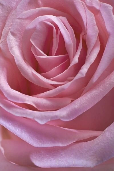 Pink Rose. ME-2538. Pink Rose. Johan De Meester