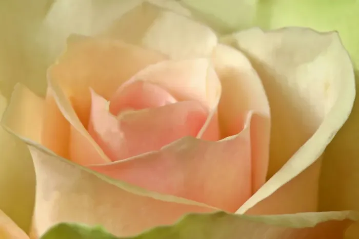 Framed Print : Pink rose detail of a light pink rose Germany