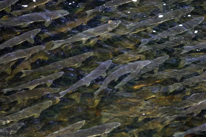 Framed Print : Pink Salmon - in river. Knight Inlet - Glendale Cove - British Columbia - Canada. known as the humpback or humpy Framed Print : Pink Salmon - in river. Knight Inlet - Glendale Cove - British Columbia - Canada. known as the humpback or humpy