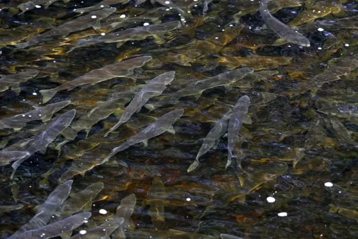 Framed Print : Pink Salmon - in river. Knight Inlet - Glendale Cove - British Columbia - Canada. known as the humpback or humpy Framed Print : Pink Salmon - in river. Knight Inlet - Glendale Cove - British Columbia - Canada. known as the humpback or humpy