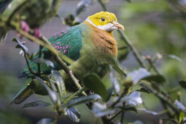 Pink - Spotted Fruit Dove, perched on a branch under controlled conditions, Lower Saxony, Germany, native to New Guinea