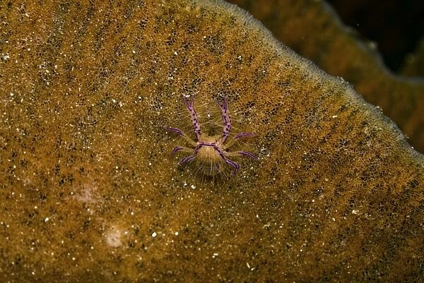 Pink Squat Lobster - on a sponge - this tiny lobster will never leave his huge orange home - Papua New Guinea