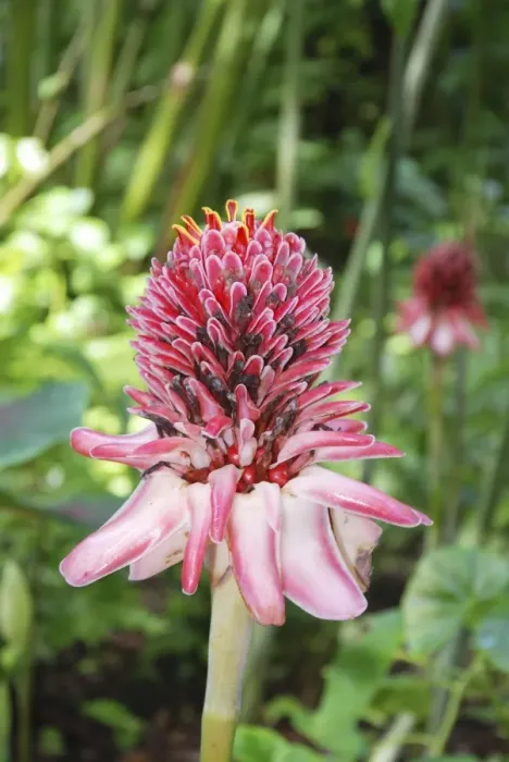 Framed Print : Pink Torch Ginger, originally from Indonesia, grown widely as an ornamental and useful plant in the tropics Framed Print : Pink Torch Ginger, originally from Indonesia, grown widely as an ornamental and useful plant in the tropics