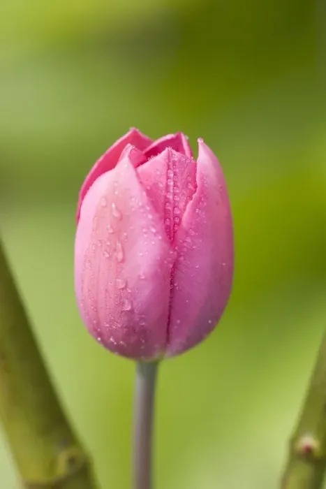 Framed Print : Pink Tulip Framed Print : Pink Tulip