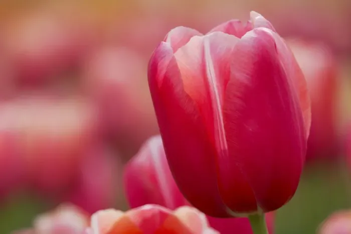Framed Print : Pink Tulip Close Up Keukenhof Gardens Netherlands PL001760 Framed Print : Pink Tulip Close Up Keukenhof Gardens Netherlands PL001760